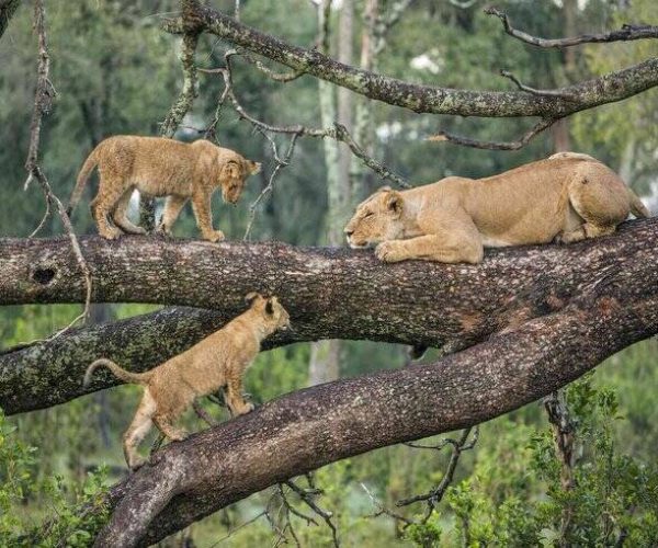 lake manyara day trip from arusha