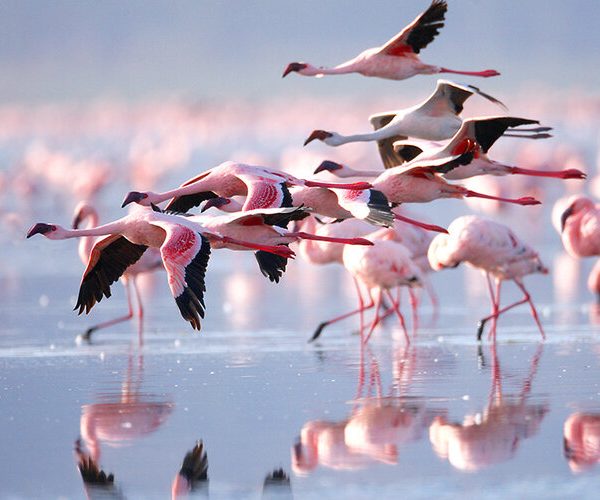 lake-natron