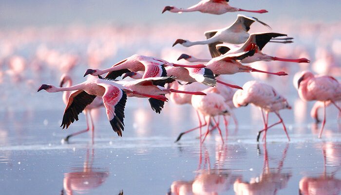 lake-natron