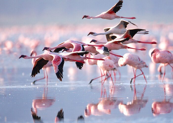 lake-natron
