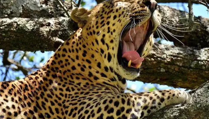 Tanzania Luxury Safari Tours