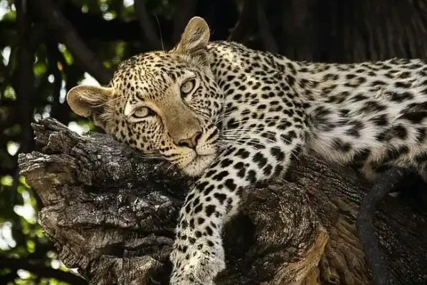 Best Time to Visit Tanzania for Safari