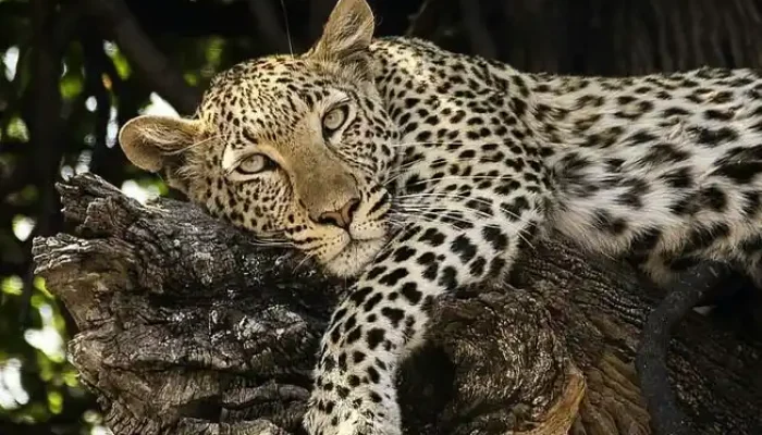 Best Time to Visit Tanzania for Safari