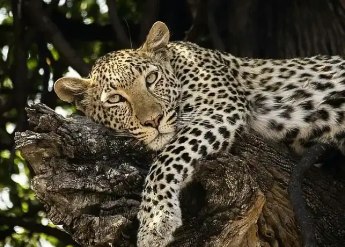 leopard hkl1