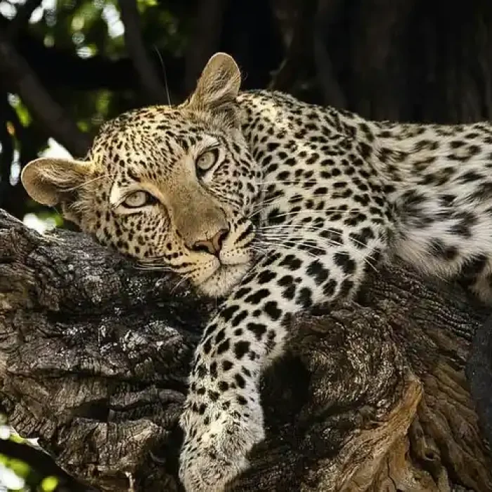leopard hkl1