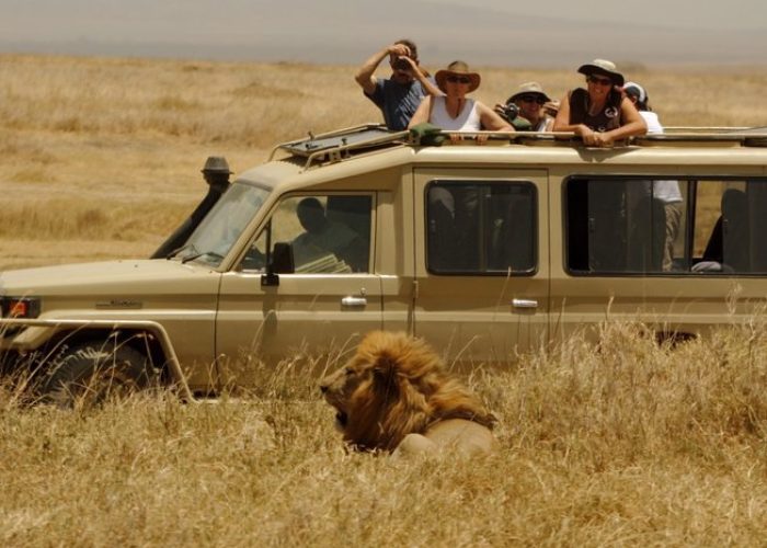 lion during tanzania safari