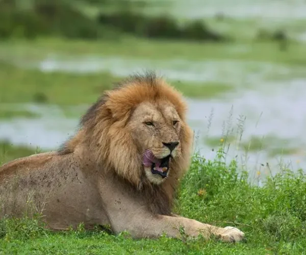 lion hkl4
