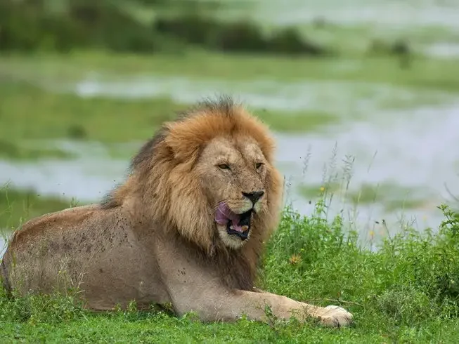 lion hkl4