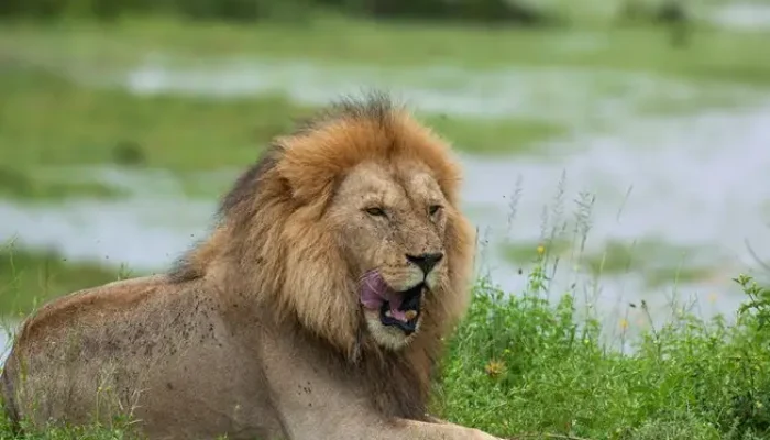 Tanzania Budget Safari