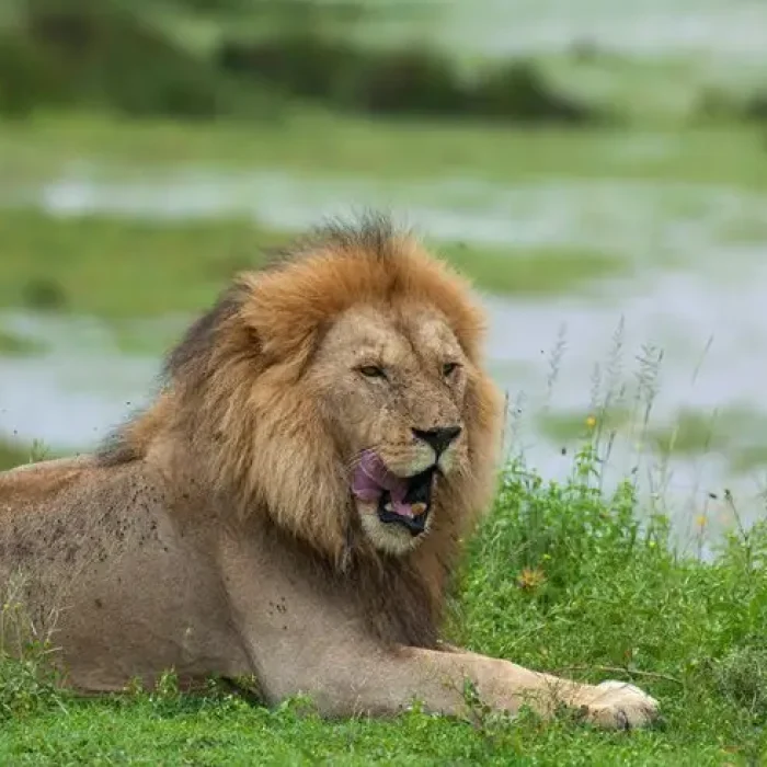 lion hkl4