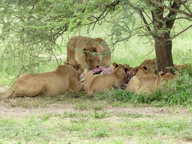 lions during tarangire national park day trip safari