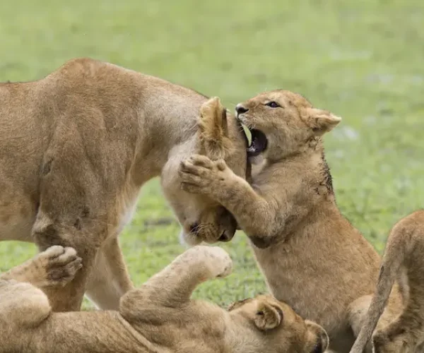 Lioness with playful cubs in Ngorongoro Conservation Area