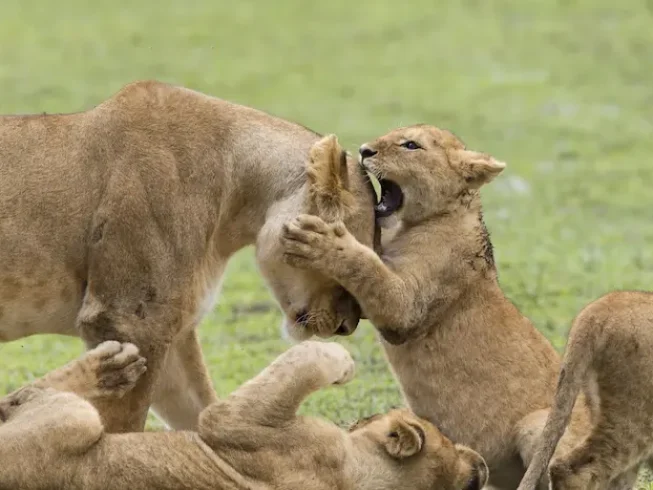 Lioness with playful cubs in Ngorongoro Conservation Area