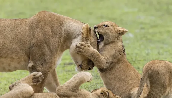 The Best Tanzania Safari Itinerary Choice