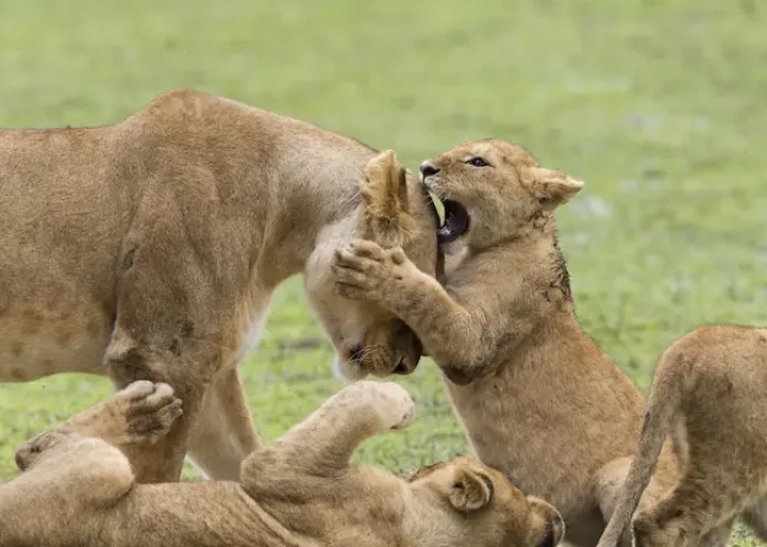 Lioness with playful cubs in Ngorongoro Conservation Area