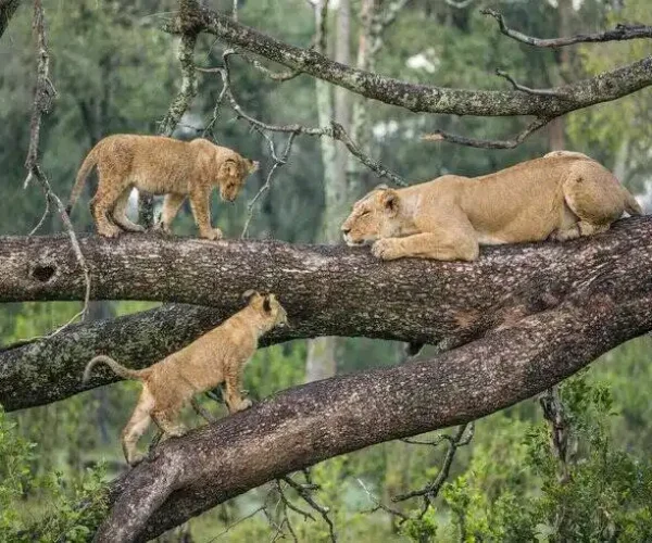 trees climbing lions at lake manyara national park