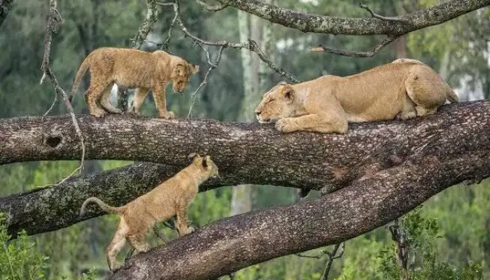 Tanzania Camping Safari