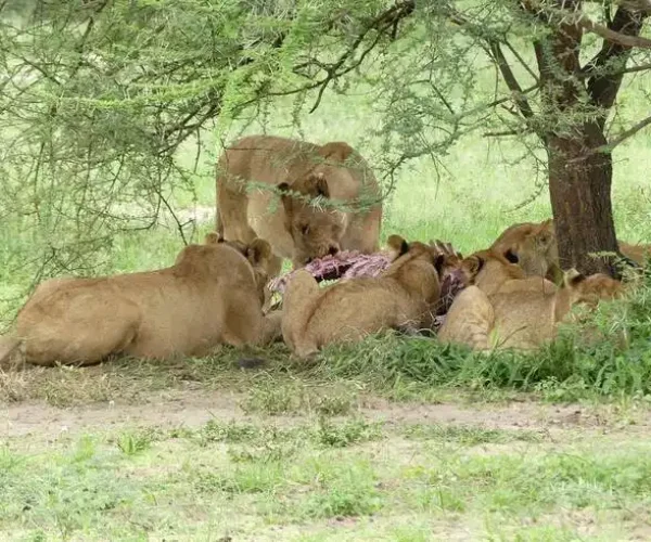 Lions feeding in Tarangire National Park