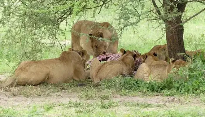 Lions feeding in Tarangire National Park