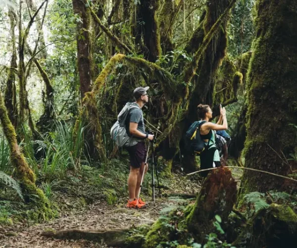 marangu rote forest