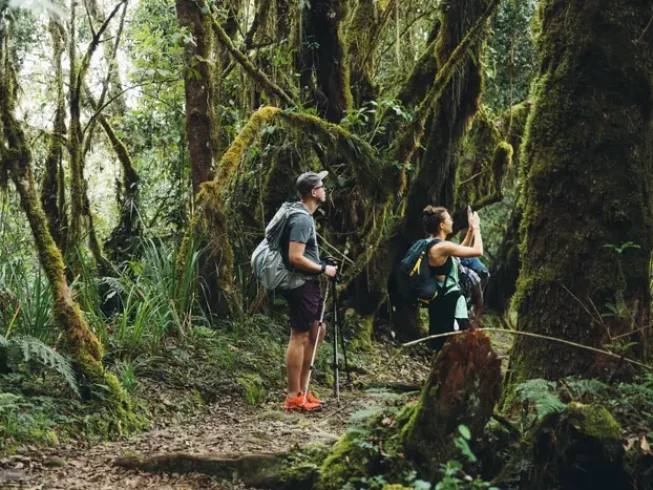 marangu rote forest