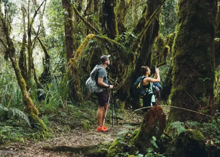 marangu rote forest