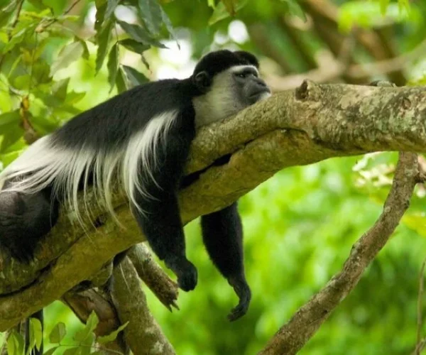 Monkey perched on a tree in Marangu Forest along the mount kilimanjaro