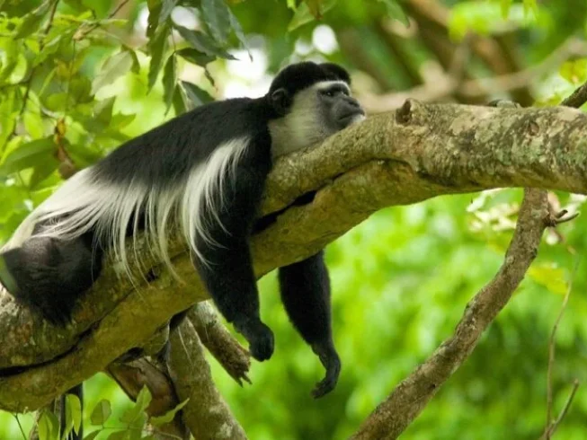 Monkey perched on a tree in Marangu Forest along the mount kilimanjaro
