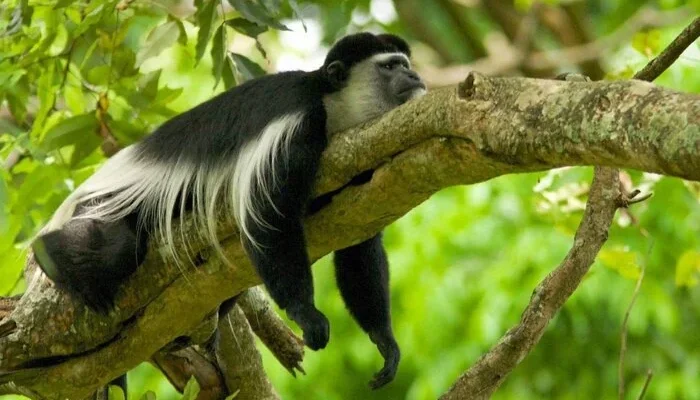 5-Day Budget Kilimanjaro Trek