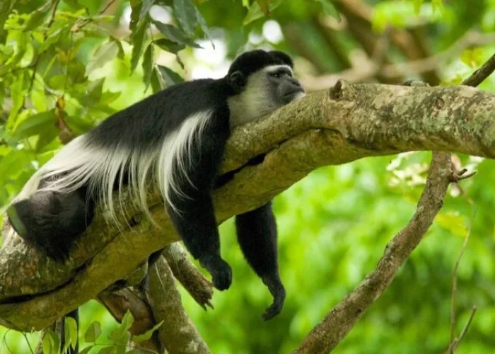 Monkey perched on a tree in Marangu Forest along the mount kilimanjaro
