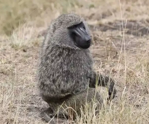 Playful monkey spotted in Lake Manyara National Park