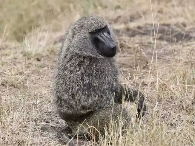 Playful monkey spotted in Lake Manyara National Park