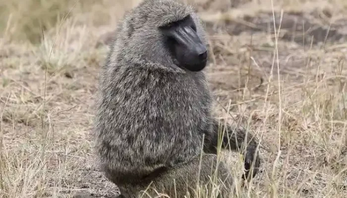 Playful monkey spotted in Lake Manyara National Park