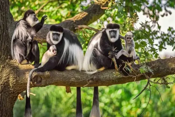 Arusha National Park