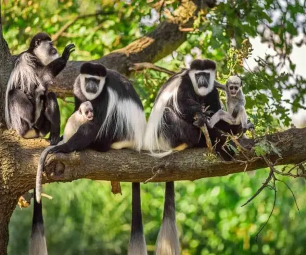 Monkey with babies resting on a tree branch in Arusha National Park