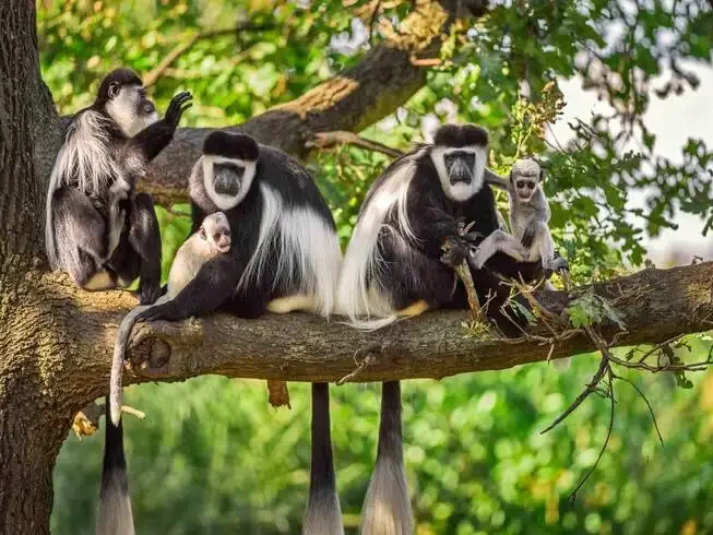 Monkey with babies resting on a tree branch in Arusha National Park