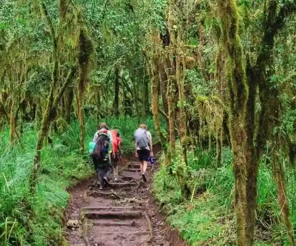 mount kilimanjaro forest hk3