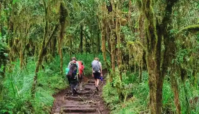 mount kilimanjaro forest hk3
