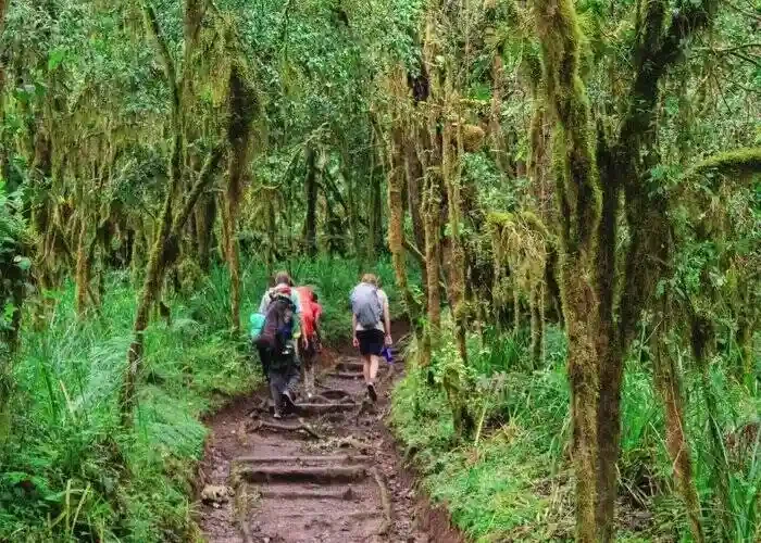 mount kilimanjaro forest hk3