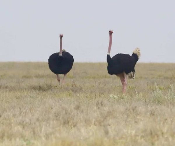 northern tanzania safari