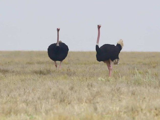 oustrich in serengeti national park tanzania