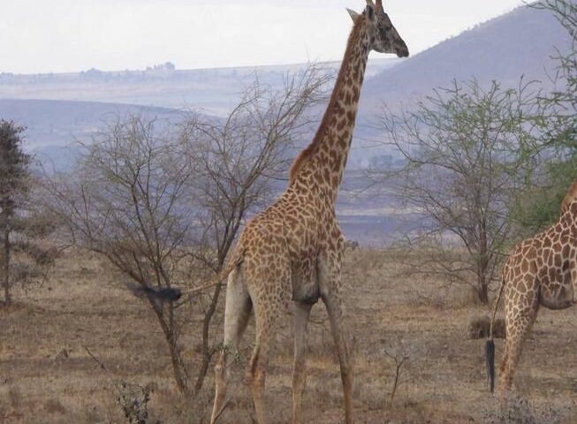 olpopongi-maasai-cultural day trip