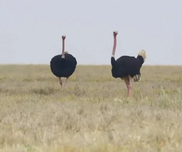 Ostriches in Tarangire National Park