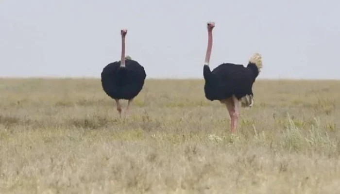 Ostriches in Tarangire National Park