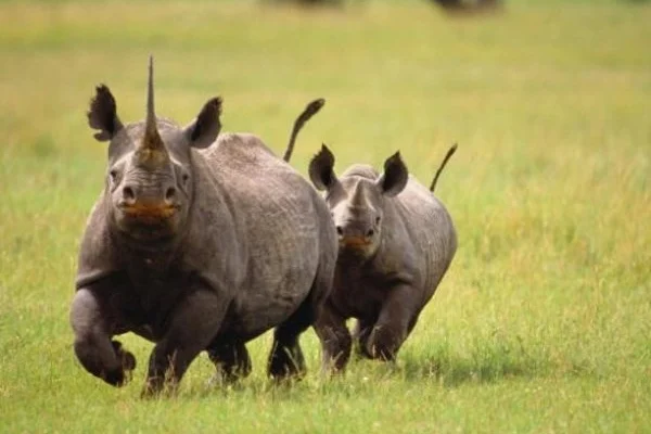 7-Day Tanzania Safari Itinerary With Price