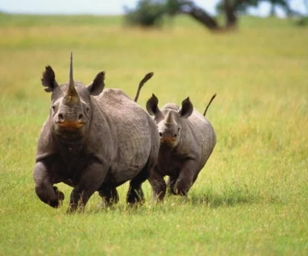 rhino hkl 3