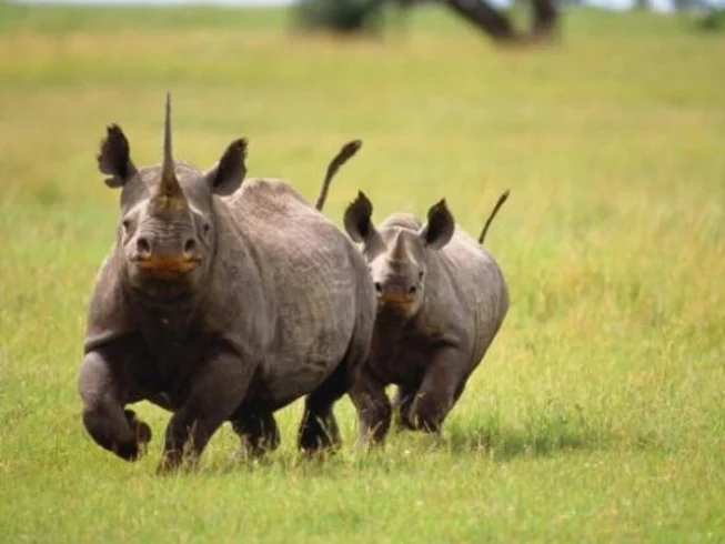 rhino hkl 3