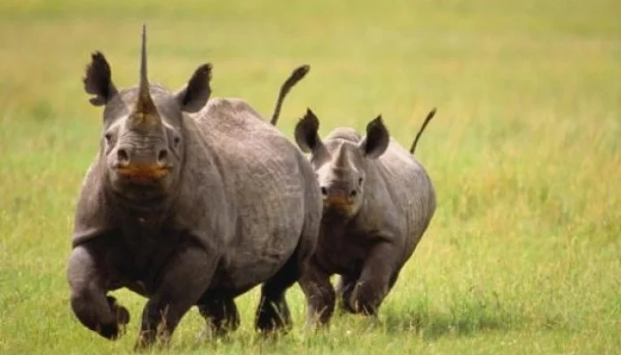 7-Day Tanzania Safari Itinerary With Price