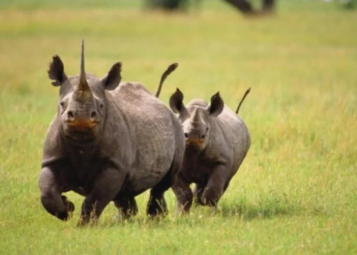 rhino hkl 3