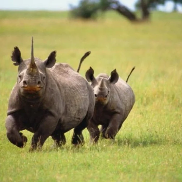 rhino hkl 3